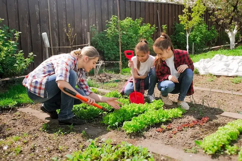 Trois personnes qui récoltent des légumes